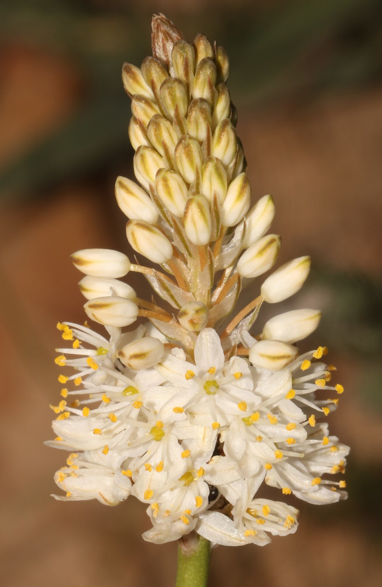 Bulbinella barkerae: Bulbinella barkerae