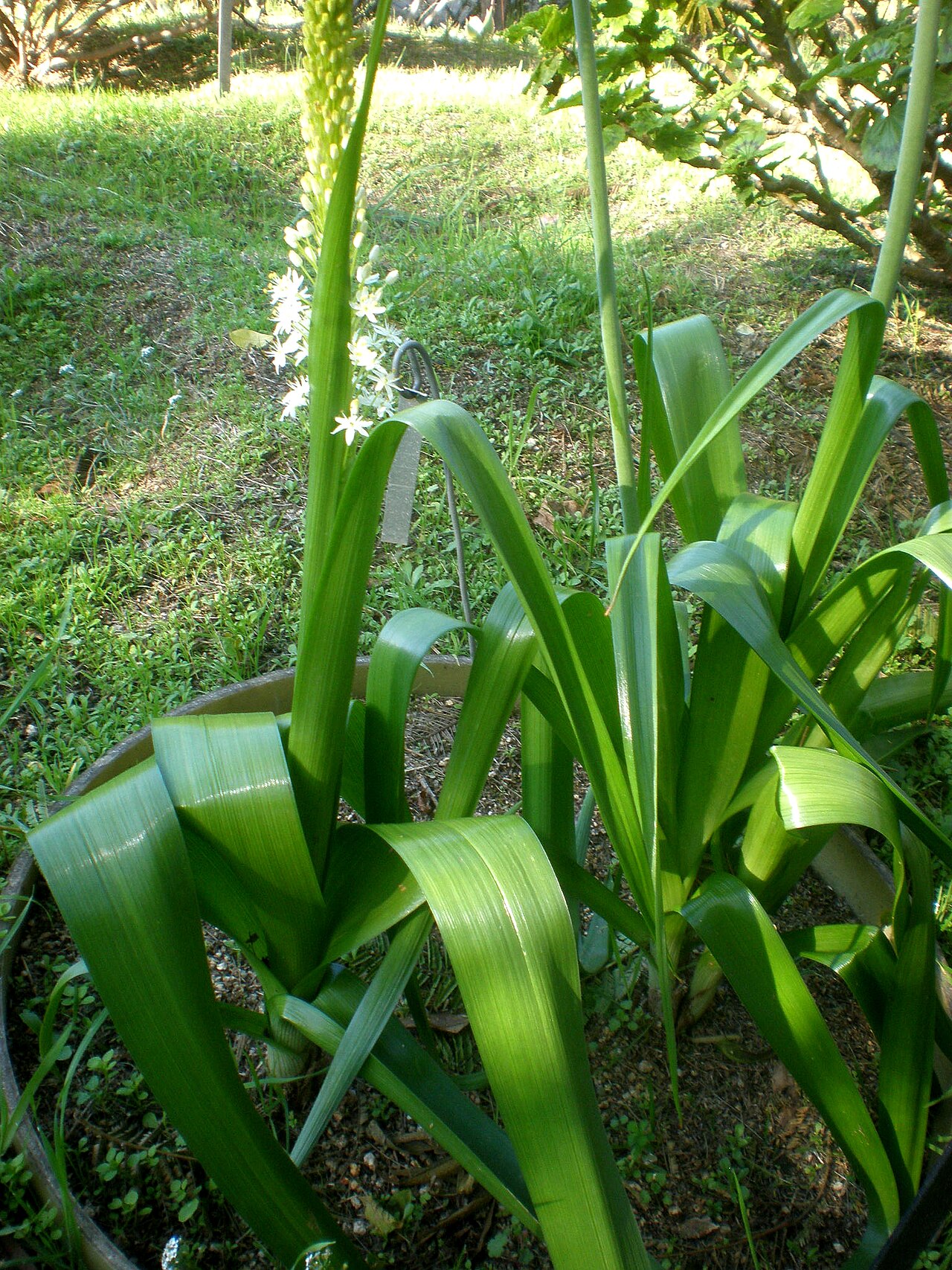 Bulbinella cauda-felis: Jardín Botánico de Barcelona.