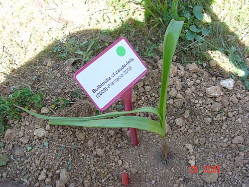 Bulbinella cauda-felis: Visió propera de Bulbinella cauda-felis .