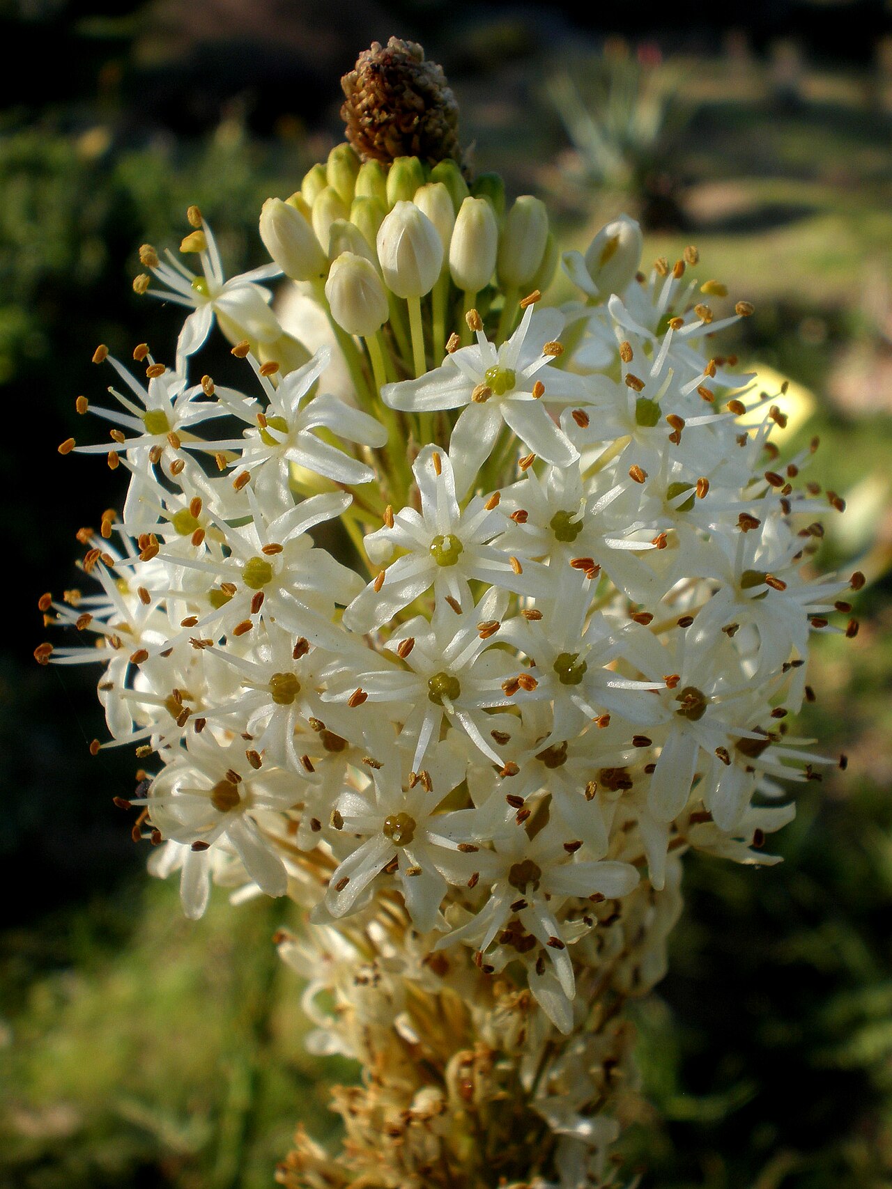 Bulbinella cauda-felis: Jardín Botánico de Barcelona.