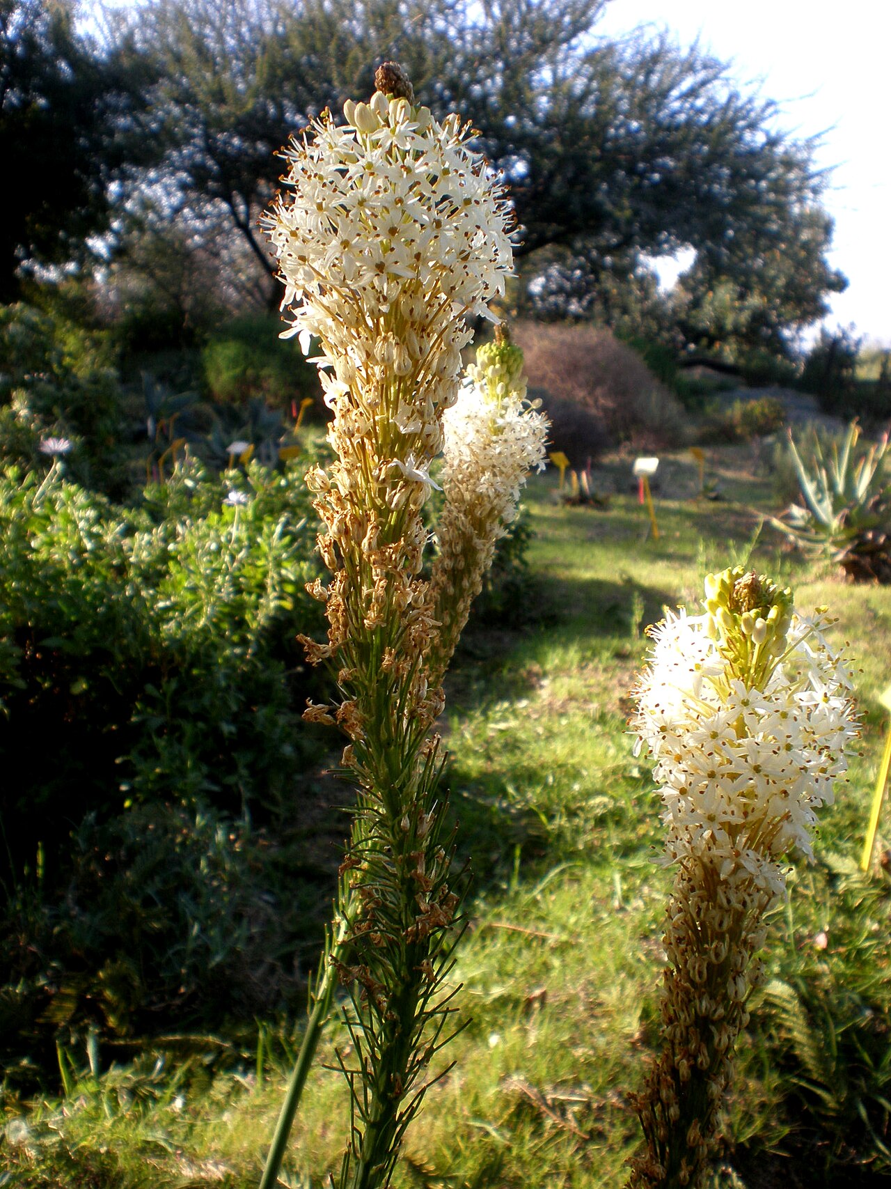 Bulbinella cauda-felis: Jardín Botánico de Barcelona.