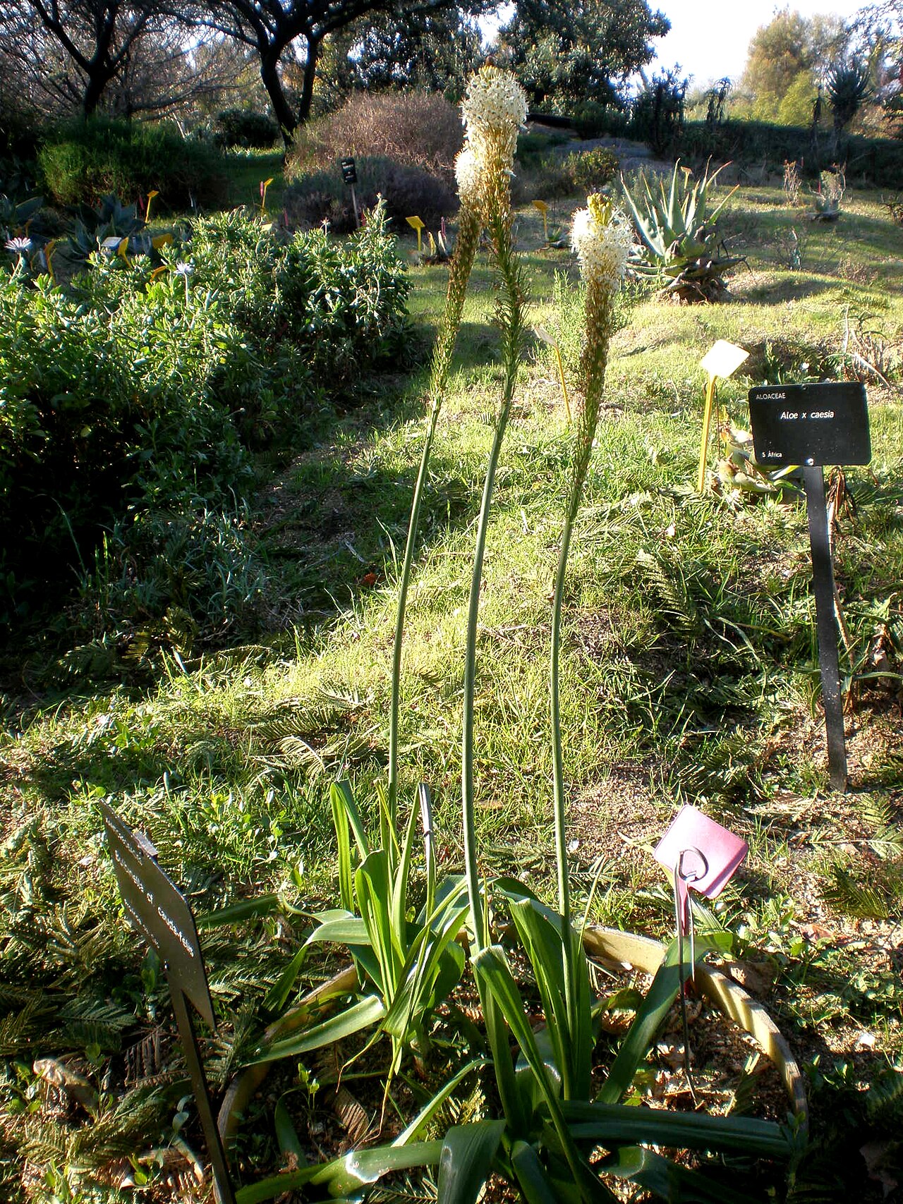 Bulbinella cauda-felis: Jardín Botánico de Barcelona.