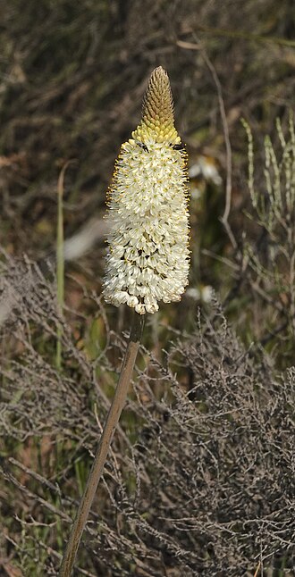 Bulbinella eburniflora: Bulbinella eburniflora, Hantam1, Namakwa District Municipality, South Africa, 2021-09-09 (iNaturalist).