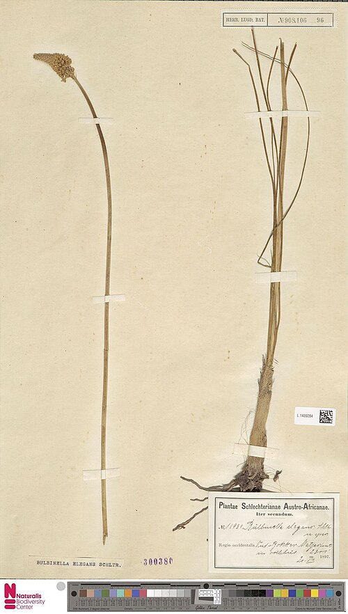 Bulbinella elegans: Bulbinella elegans Schltr. ex P.L.Perry (type of) - Bulbinella elegans Schltr. ex P.L.Perry