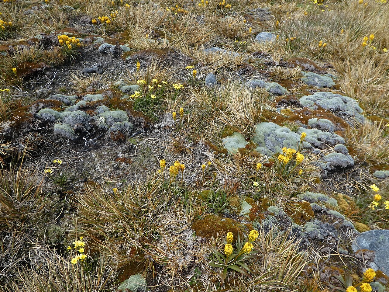 Bulbinella gibbii: Bulbinella gibbsii, Stewart Island, New Zealand, 2018-12-27 (iNaturalist).