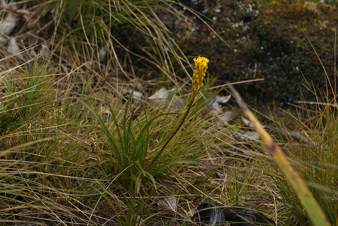 Bulbinella gibbii: Bulbinella gibbsii, Southland District, Southland, New Zealand, 2024-12-25 (iNaturalist).
