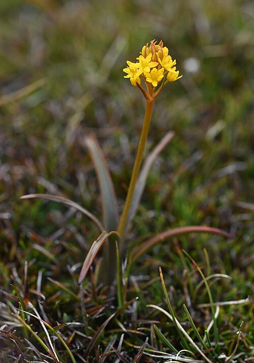 Bulbinella gibbii: A photo of the endemic New Zealand plant Bulbinella gibbsii var. gibbsii, found only on Stewart Island.