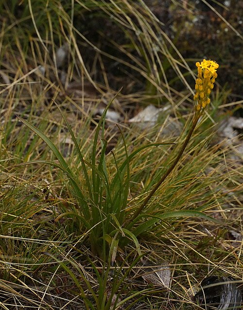 Bulbinella gibbii: Bulbinella gibbsii, Southland District, Southland, New Zealand, 2024-12-25 (iNaturalist).