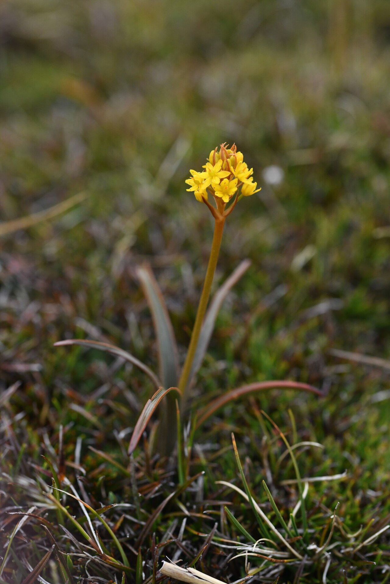 Bulbinella gibbii: A photo of the endemic New Zealand plant Bulbinella gibbsii var. gibbsii, found only on Stewart Island.