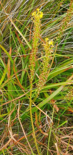 Bulbinella hookeri (Bulbinella hookeri)