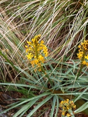 Bulbinella hookeri (Bulbinella hookeri)