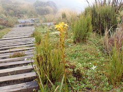 Bulbinella hookeri (Bulbinella hookeri)
