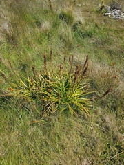 Bulbinella hookeri (Bulbinella hookeri)