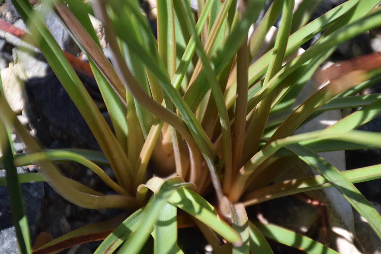 Bulbinella hookeri: Bulbinella hookeri in Dunedin Botanic Garden, Dunedin, New Zealand