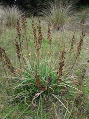 Bulbinella hookeri (Bulbinella hookeri)