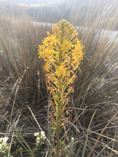 Bulbinella hookeri (Bulbinella hookeri)