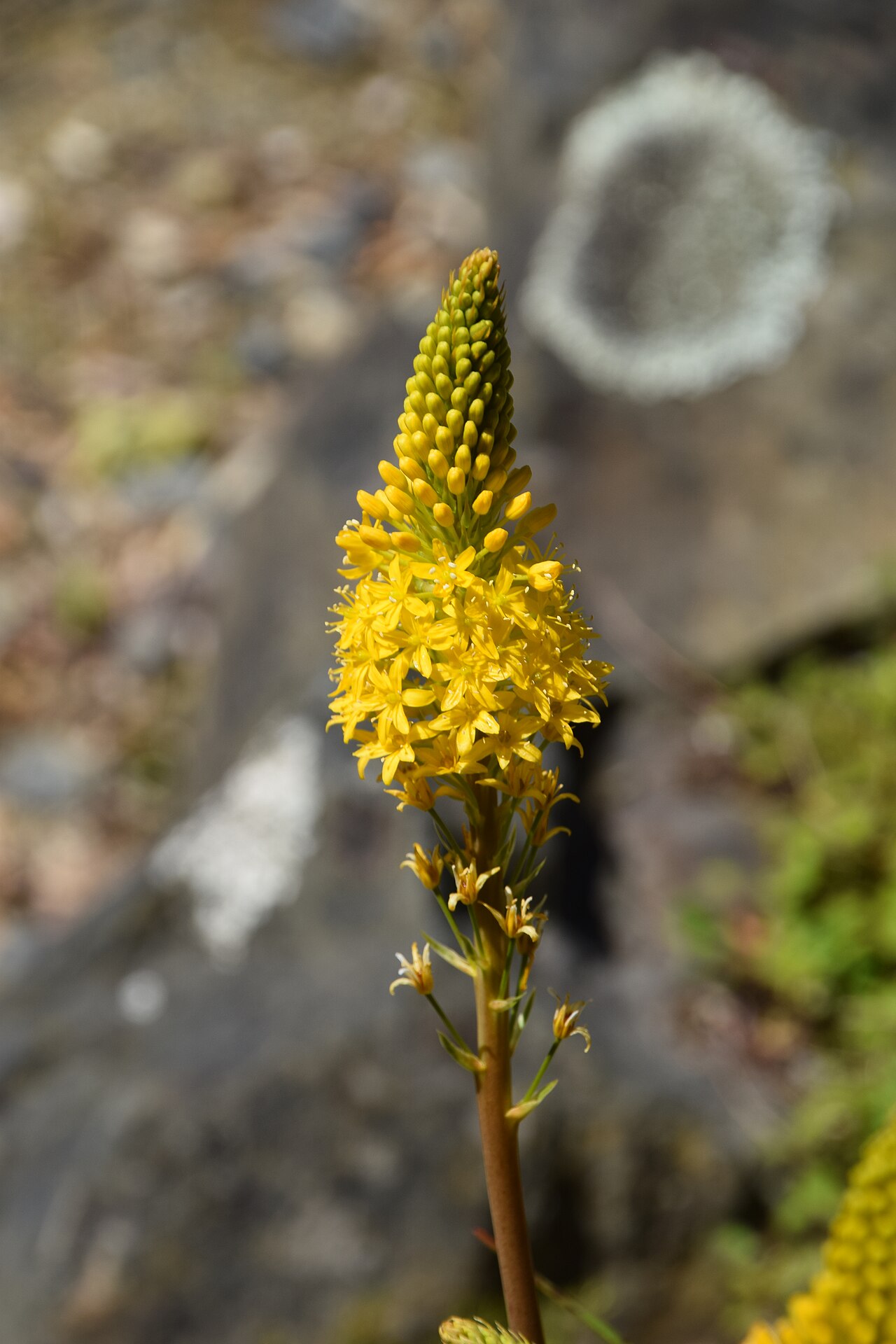 Bulbinella hookeri: Bulbinella hookeri in Dunedin Botanic Garden, Dunedin, New Zealand