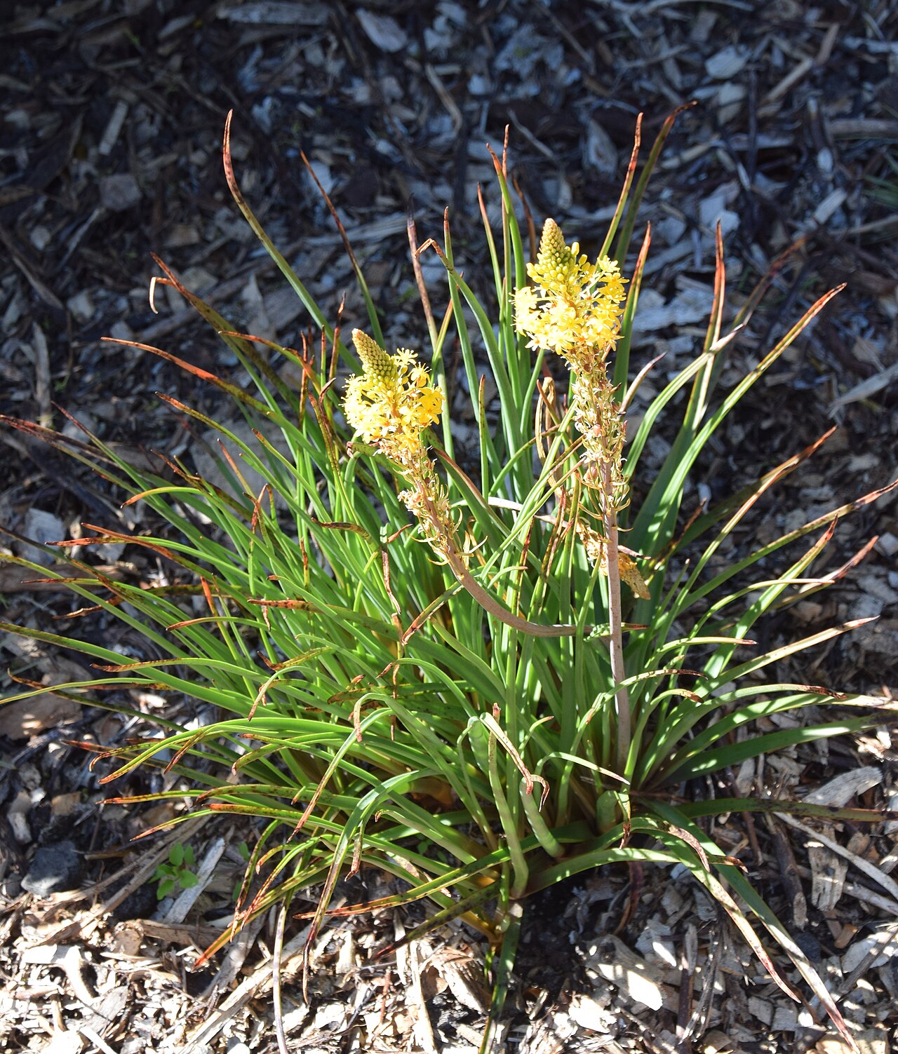 Bulbinella hookeri: Bulbinella hookeri in Dunedin Botanic Garden, Dunedin, New Zealand