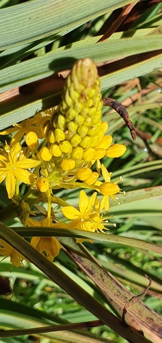 Bulbinella hookeri (Bulbinella hookeri)