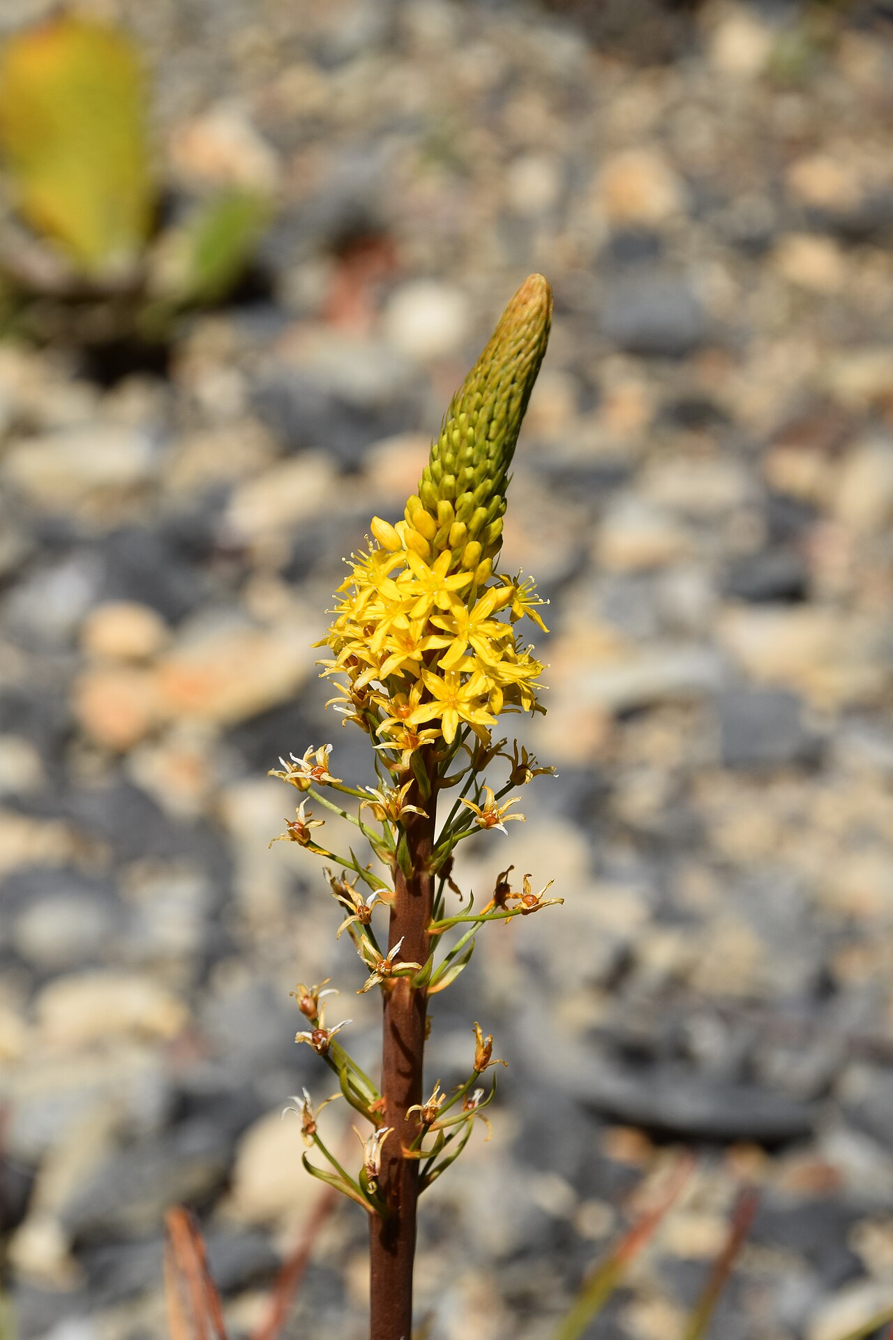 Bulbinella hookeri: Bulbinella hookeri in Dunedin Botanic Garden, Dunedin, New Zealand
