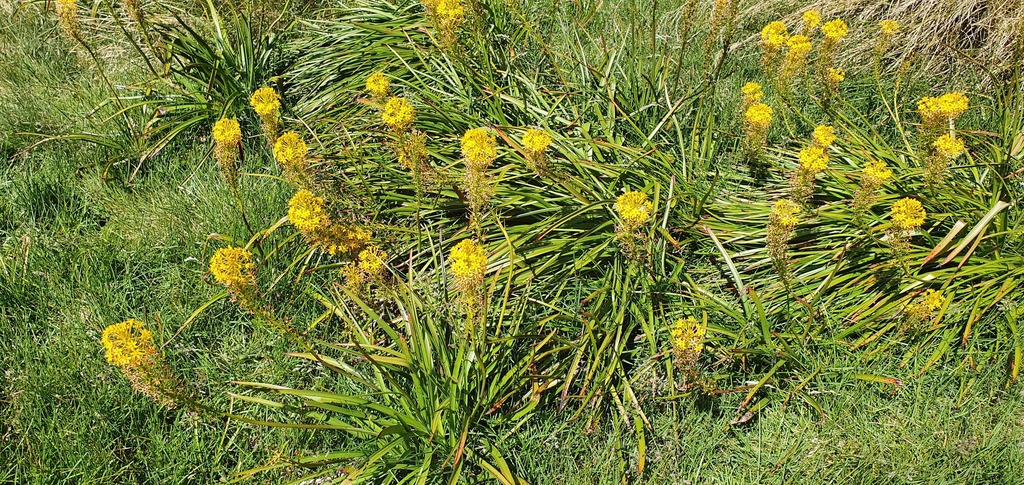 Bulbinella hookeri (Bulbinella hookeri)