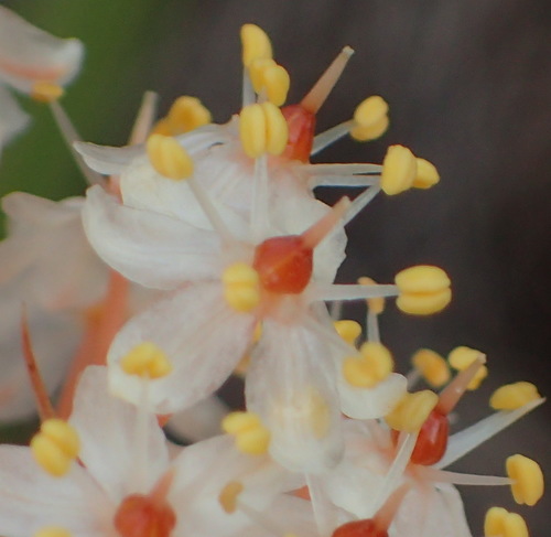 Bulbinella latifolia (Bulbinella latifolia)