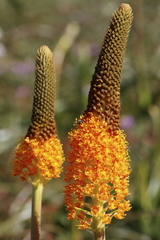 Bulbinella latifolia (Bulbinella latifolia)