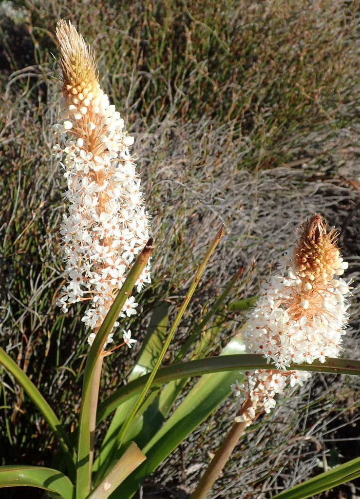 Bulbinella latifolia (Bulbinella latifolia)