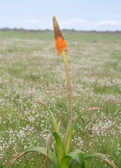 Bulbinella latifolia (Bulbinella latifolia)