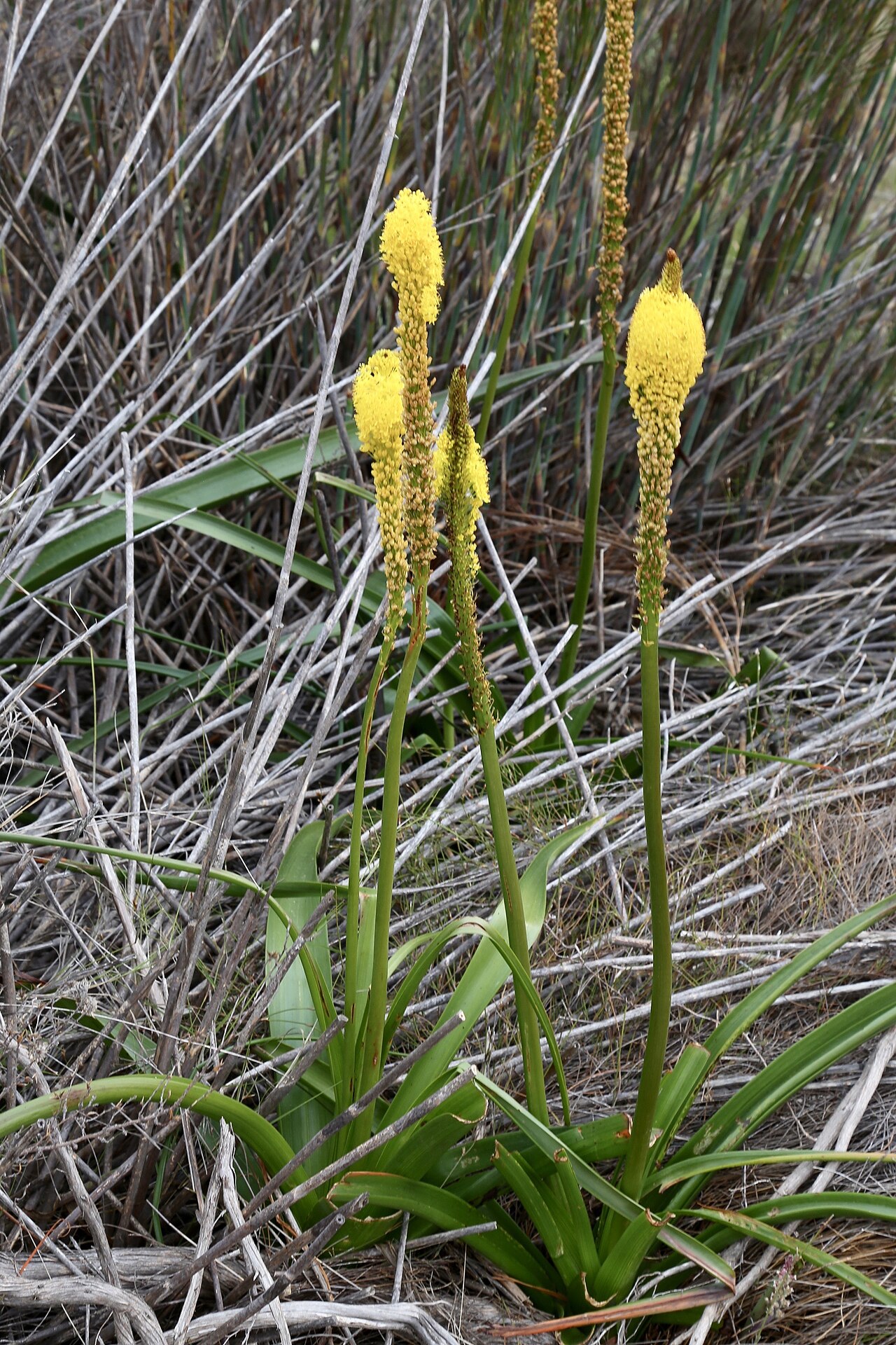 Bulbinella latifolia: Bokkeveld sandstone fynbos along the R27 towards Oorlogskloof Nature Reserve, Nieuwoudtville, Northern Cape, South Africa.
