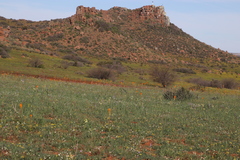 Bulbinella latifolia (Bulbinella latifolia)