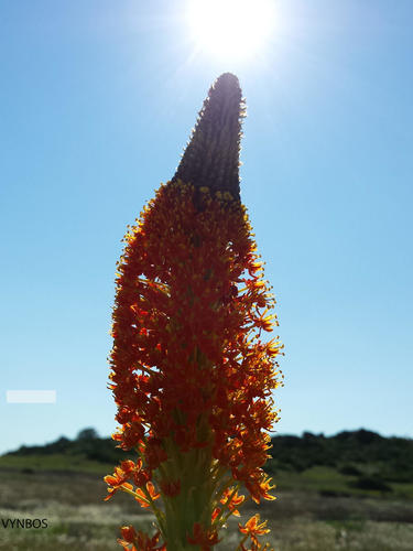 Bulbinella latifolia (Bulbinella latifolia)