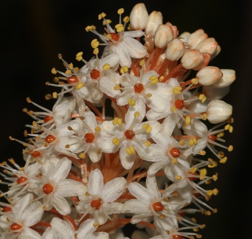 Bulbinella latifolia (Bulbinella latifolia)