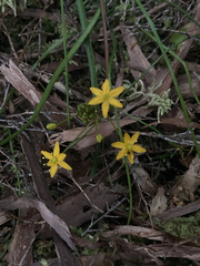 Bulbinella modesta (Bulbinella modesta)