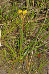 Bulbinella modesta (Bulbinella modesta)