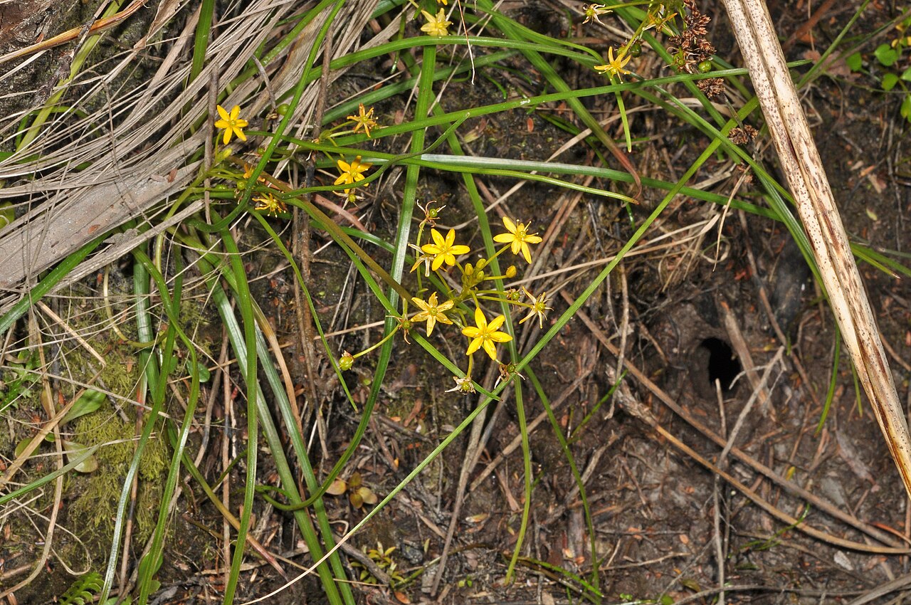 Bulbinella modesta: Bulbinella modesta, Westland, NZ-WC, NZ, 2020-12-27 (iNaturalist).