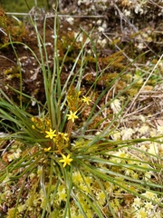 Bulbinella modesta (Bulbinella modesta)