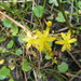 Bulbinella modesta (Bulbinella modesta)