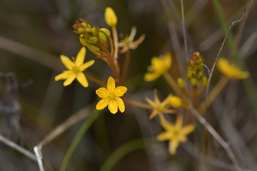 Bulbinella modesta (Bulbinella modesta)