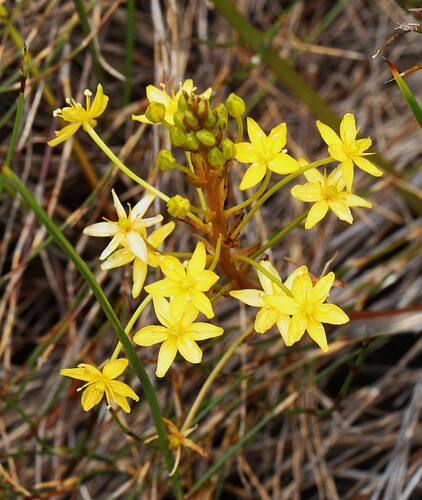 Bulbinella modesta (Bulbinella modesta)