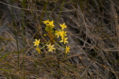 Bulbinella modesta (Bulbinella modesta)