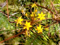 Bulbinella modesta (Bulbinella modesta)