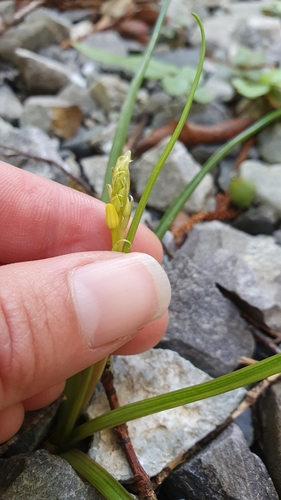 Bulbinella modesta (Bulbinella modesta)