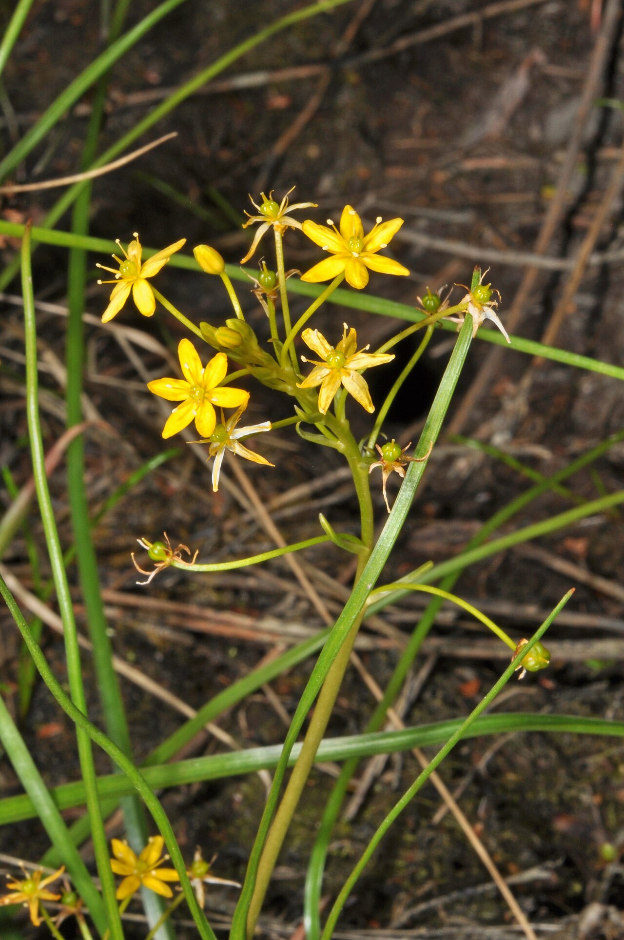 Bulbinella modesta: Bulbinella modesta, Westland, NZ-WC, NZ, 2020-12-27 (iNaturalist).