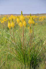 Bulbinella nutans (Bulbinella nutans)