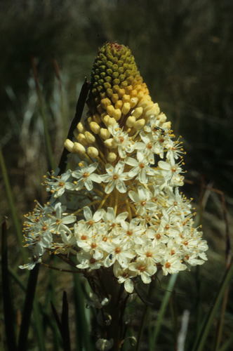 Bulbinella nutans (Bulbinella nutans)