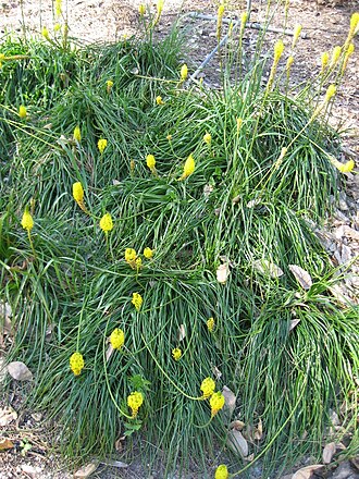 Bulbinella nutans: Photographed at Huntington Gardens (Los Angeles) in March