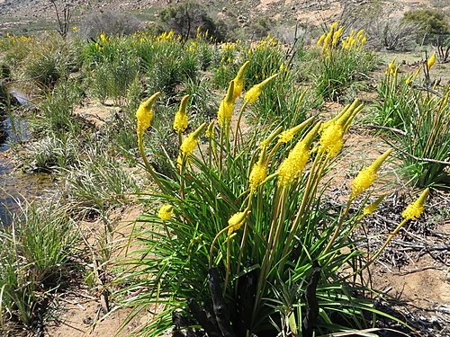 Bulbinella nutans: Water Catstail ( Bulbinella nutans ) near Leliefontein, Northern Cape, South Africa