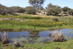 Bulbinella nutans (Bulbinella nutans)