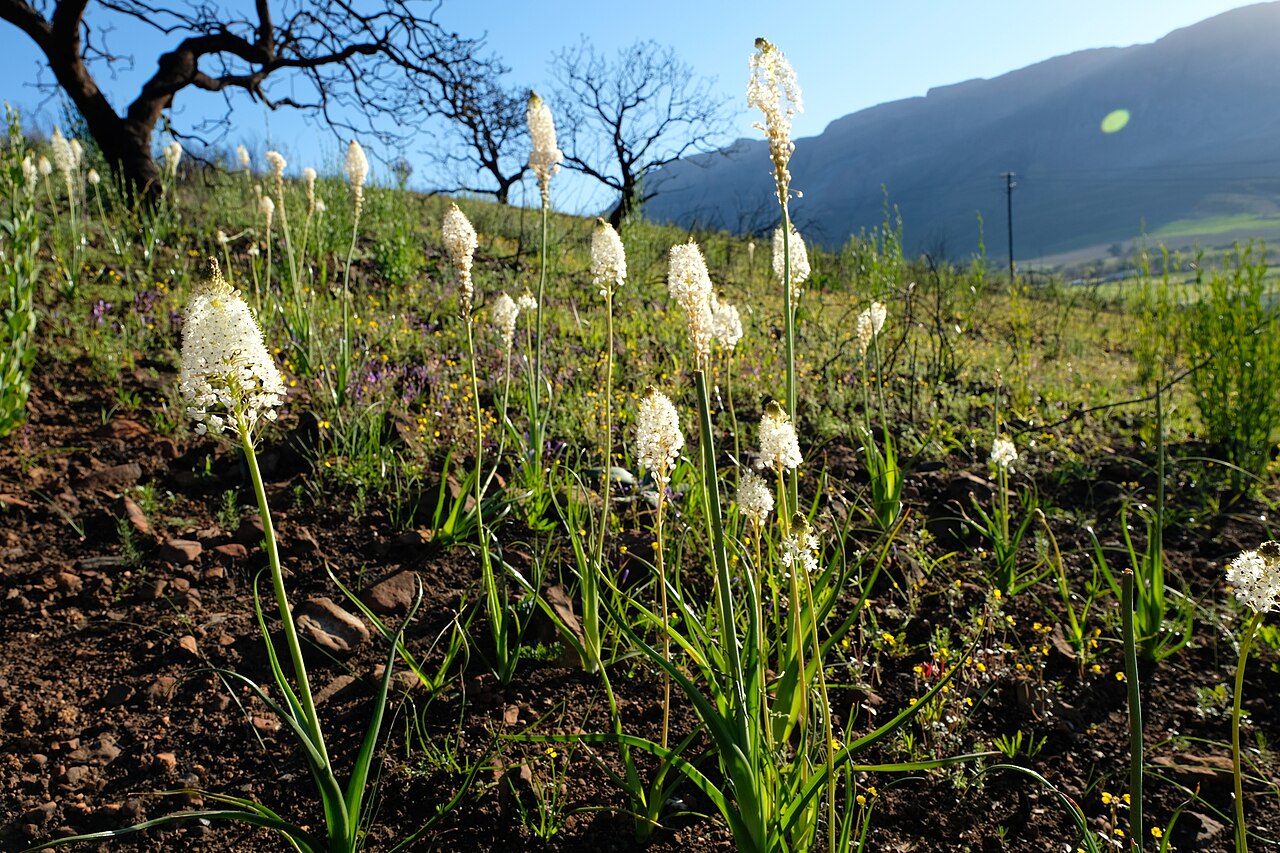 Bulbinella nutans: Water Cat's-tail